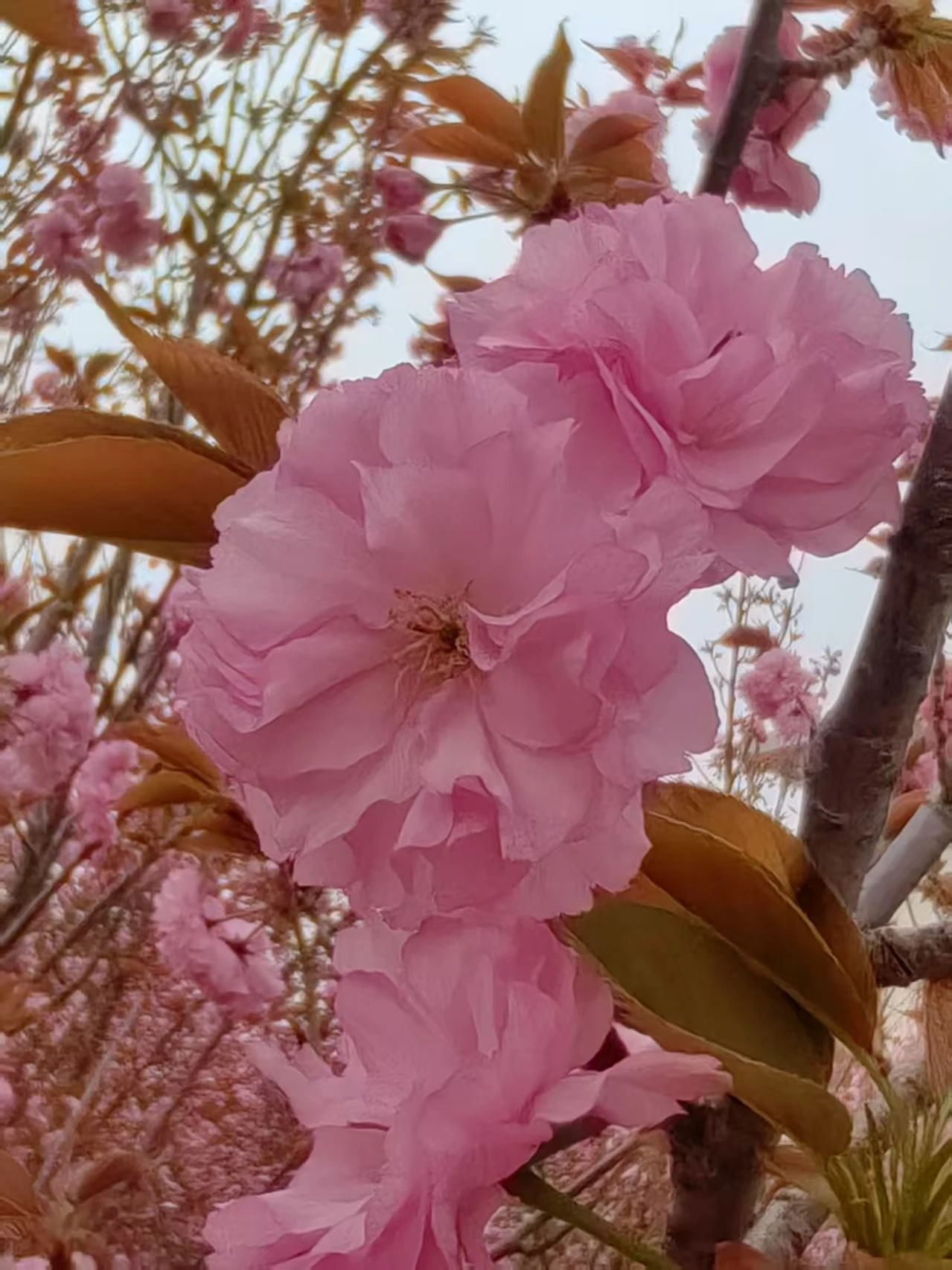 35c53f1d51af24504372a2bdbcc073bf.jpg 微信图片_20250520200346.jpg